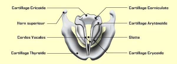 Schéma du larynx